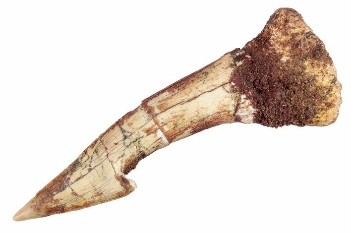 Fossil Sawfish (Onchopristis) Rostral Barb - Morocco #285526